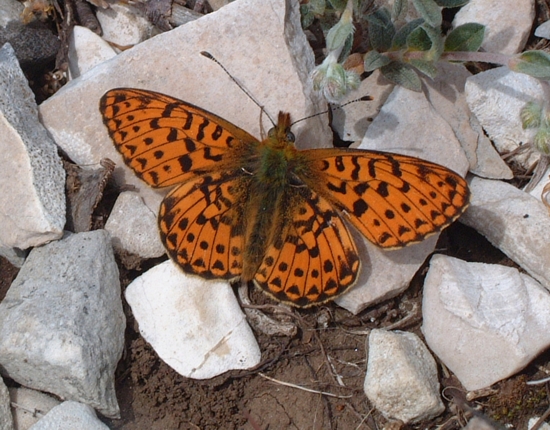 Boloria euphrosyne